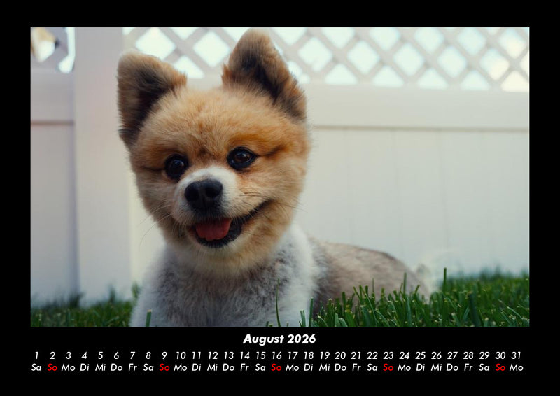 Hunde Fotokalender 2026 - 8