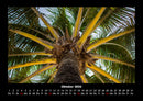 Palmen Fotokalender 2026 - 10