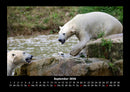 Eisbären Fotokalender 2026 - 9