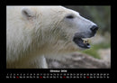 Eisbären Fotokalender 2026 - 10