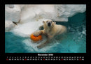 Eisbären Fotokalender 2026 - 11