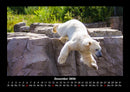 Eisbären Fotokalender 2026 - 12