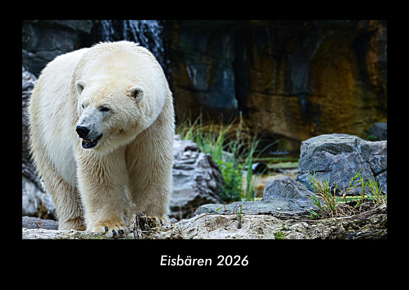 Eisbären Fotokalender 2026 - Hauptbild
