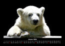 Eisbären Fotokalender 2026 - 1