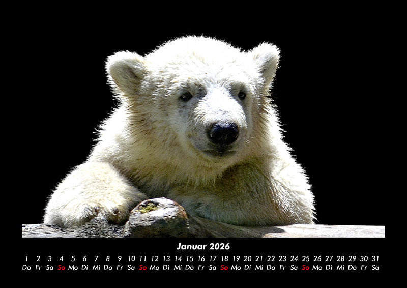 Eisbären Fotokalender 2026 - 1