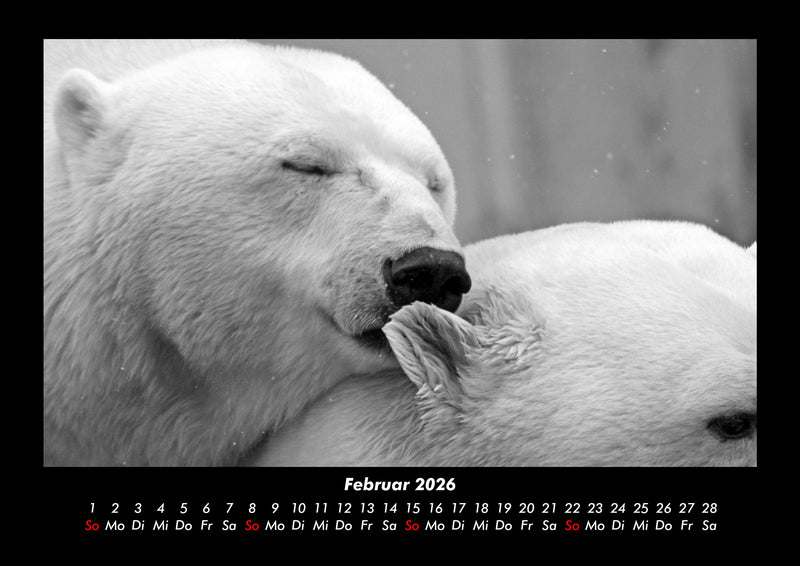 Eisbären Fotokalender 2026 - 2