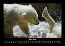 Eisbären Fotokalender 2026 - 3