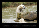 Eisbären Fotokalender 2026 - 4