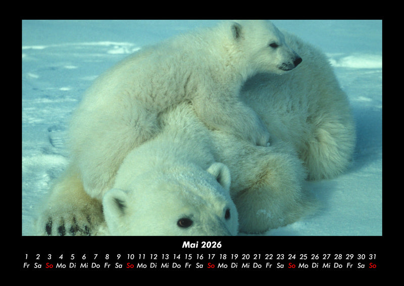 Eisbären Fotokalender 2026 - 5