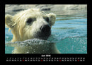 Eisbären Fotokalender 2026 - 6