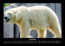 Eisbären Fotokalender 2026 - 7