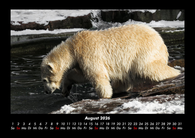 Eisbären Fotokalender 2026 - 8