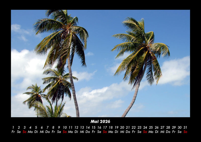 Palmen Fotokalender 2026 - 5