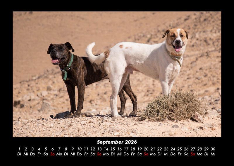 Hunde Fotokalender 2026 - 9