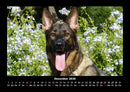 Hunde Fotokalender 2026 - 12