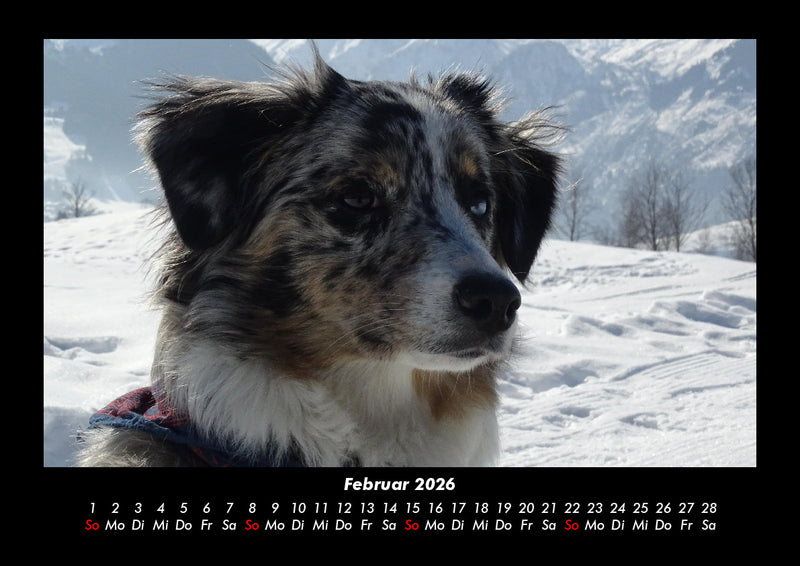 Hunde Fotokalender 2026 - 2