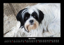 Hunde Fotokalender 2026 - 4