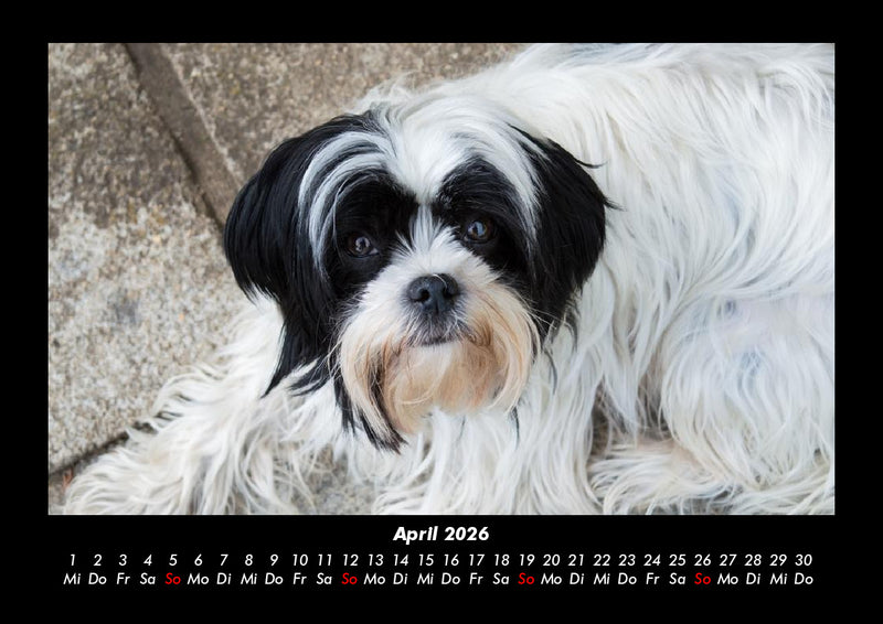 Hunde Fotokalender 2026 - 4