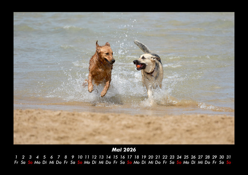 Hunde Fotokalender 2026 - 5
