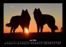 Hunde Fotokalender 2026 - 6