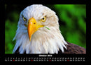 Adler Fotokalender 2026 - 10