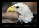 Adler Fotokalender 2026 - 11