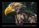 Adler Fotokalender 2026 - 12