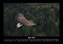 Adler Fotokalender 2026 - 3