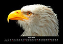Adler Fotokalender 2026 - 4