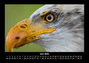 Adler Fotokalender 2026 - 6