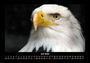 Adler Fotokalender 2026 - 7
