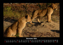 Löwen in der Wildnis Fotokalender 2026 - 11