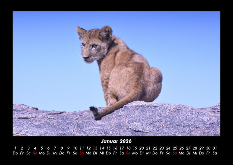 Löwen in der Wildnis Fotokalender 2026 - 1
