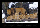 Löwen in der Wildnis Fotokalender 2026 - 2