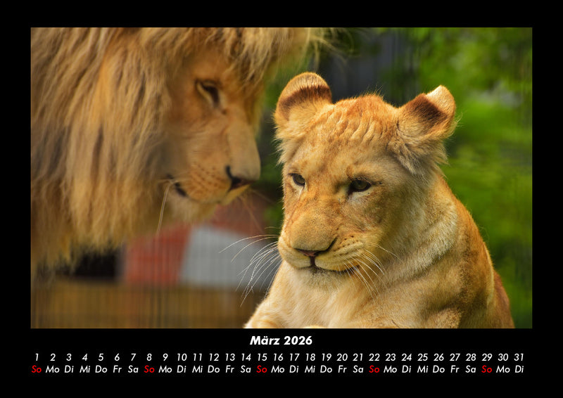 Löwen in der Wildnis Fotokalender 2026 - 3