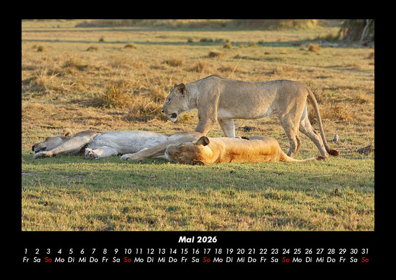Löwen in der Wildnis Fotokalender 2026 - 5