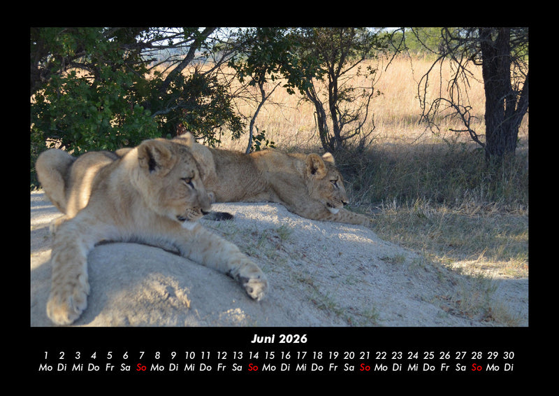 Löwen in der Wildnis Fotokalender 2026 - 6