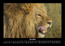 Löwen in der Wildnis Fotokalender 2026 - 7