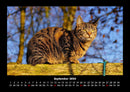 Für Katzenfreunde Fotokalender 2026 - 9