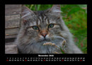 Für Katzenfreunde Fotokalender 2026 - 11