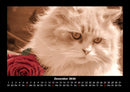 Für Katzenfreunde Fotokalender 2026 - 12