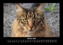 Für Katzenfreunde Fotokalender 2026 - 2