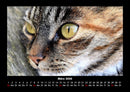 Für Katzenfreunde Fotokalender 2026 - 3