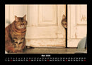 Für Katzenfreunde Fotokalender 2026 - 5