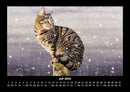Für Katzenfreunde Fotokalender 2026 - 7
