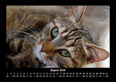 Für Katzenfreunde Fotokalender 2026 - 8