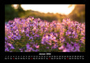 Blumenkalender Fotokalender 2026 - 1