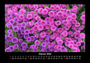 Blumenkalender Fotokalender 2026 - 2