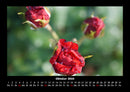 Rosen-Kalender Fotokalender 2026 - 10