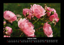 Rosen-Kalender Fotokalender 2026 - 2